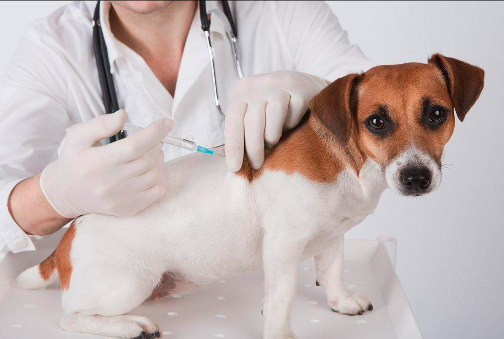 Vaccins pour chiens : les essentiels pour votre animal