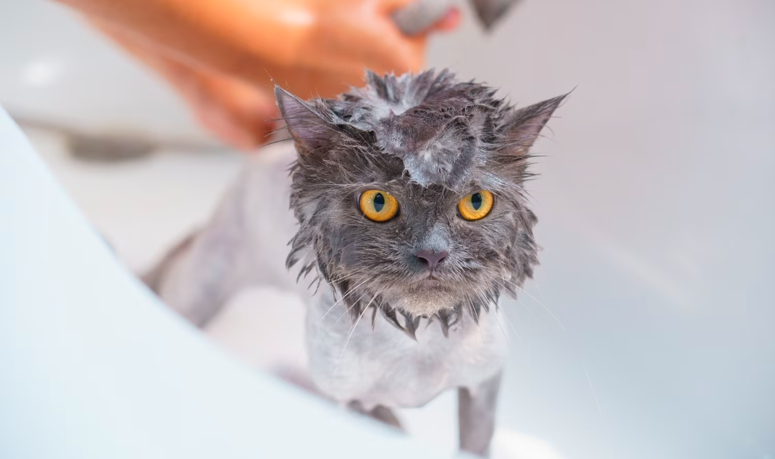 Quel shampoing choisir pour laver mon chat ?